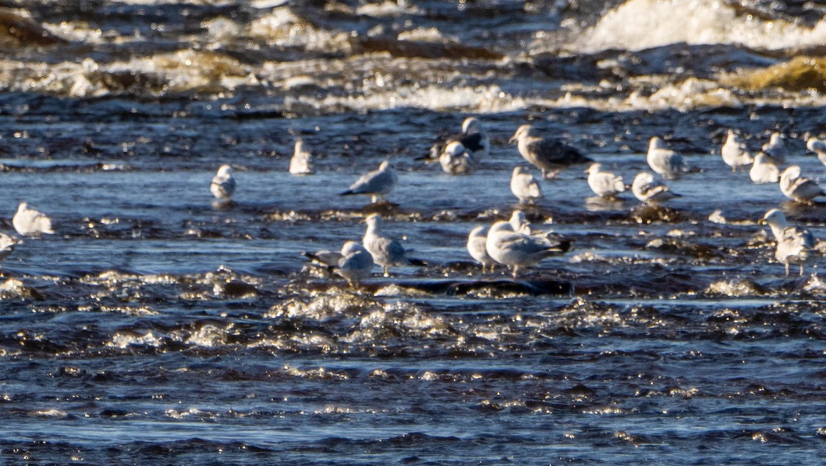 Gavión Atlántico - ML644551098