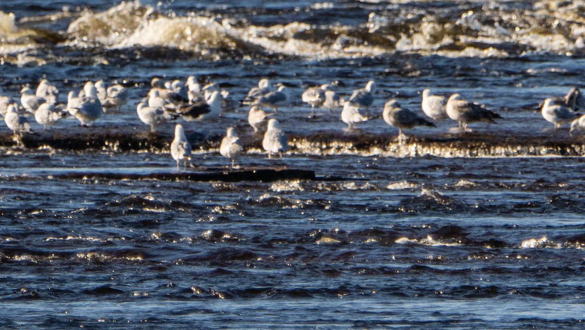 Gavión Atlántico - ML644551099