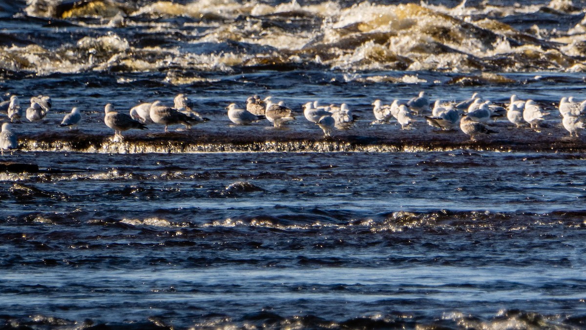 Gavión Atlántico - ML644551100
