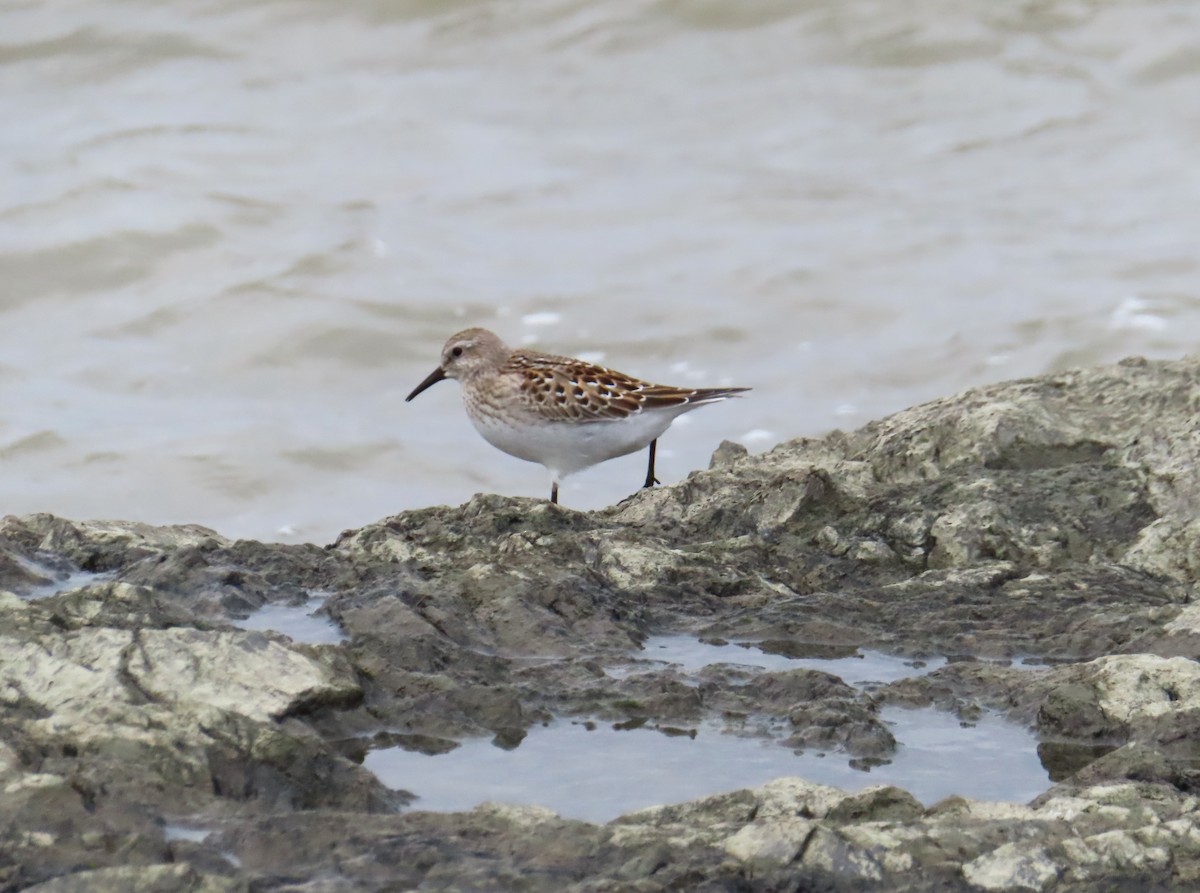 jespák tundrový - ML644551101