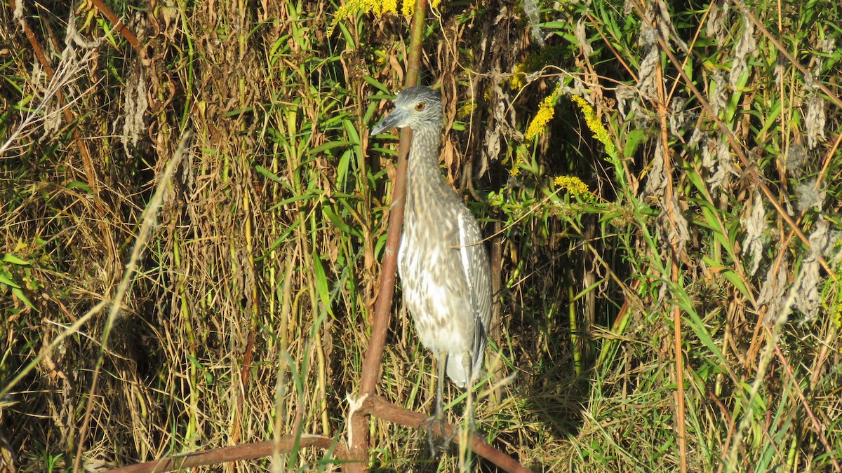 gulkronehegre - ML644551106