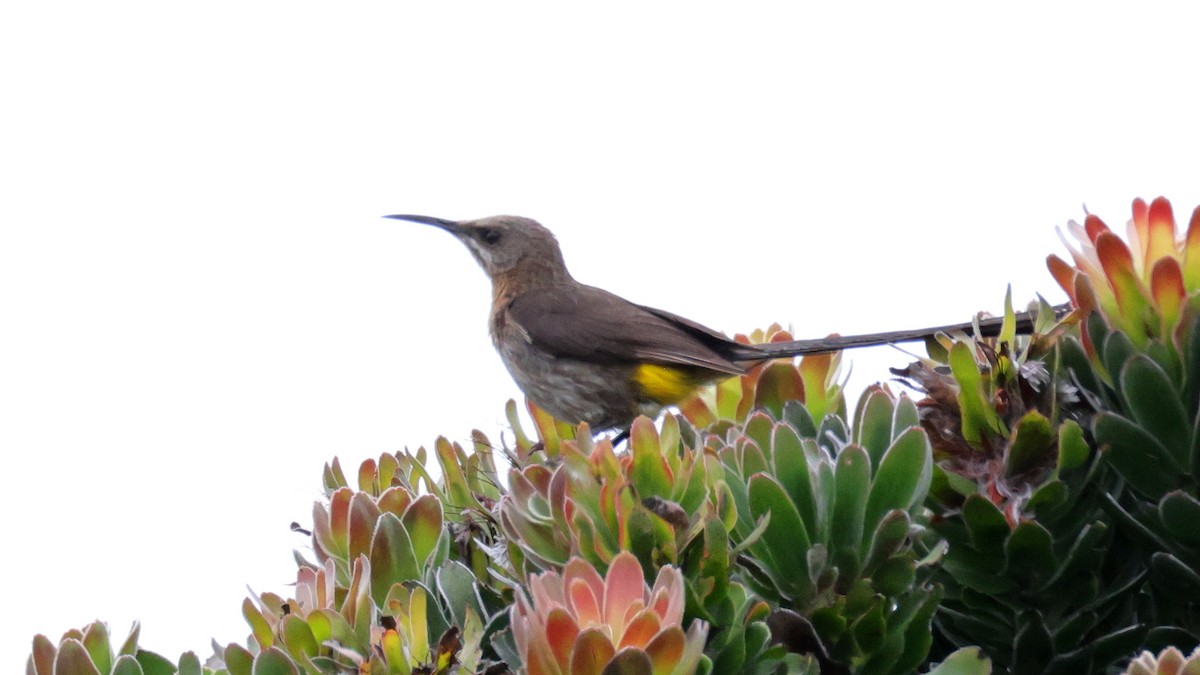 Cape Sugarbird - ML644551108