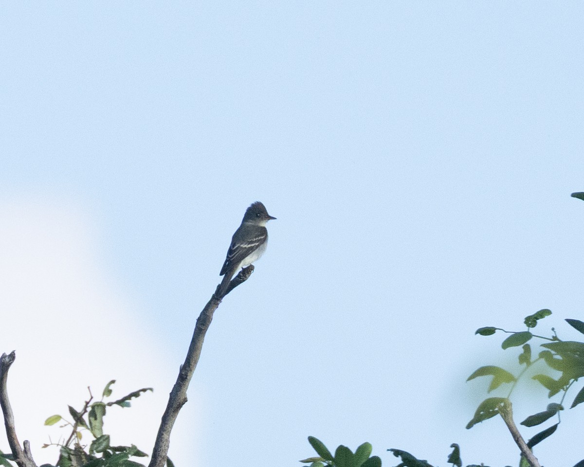 Hellbauch-Schnäppertyrann - ML644551123