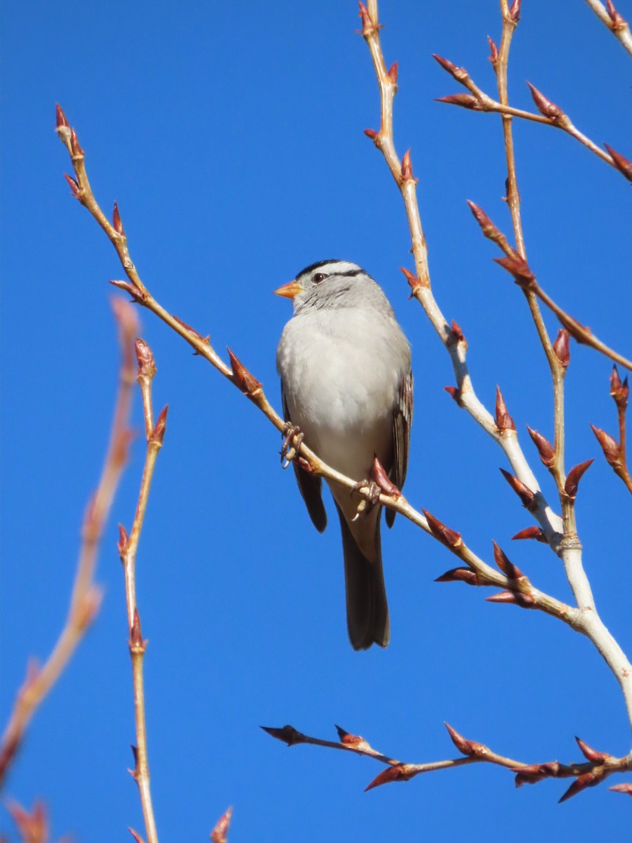 White-crowned Sparrow - ML644551127