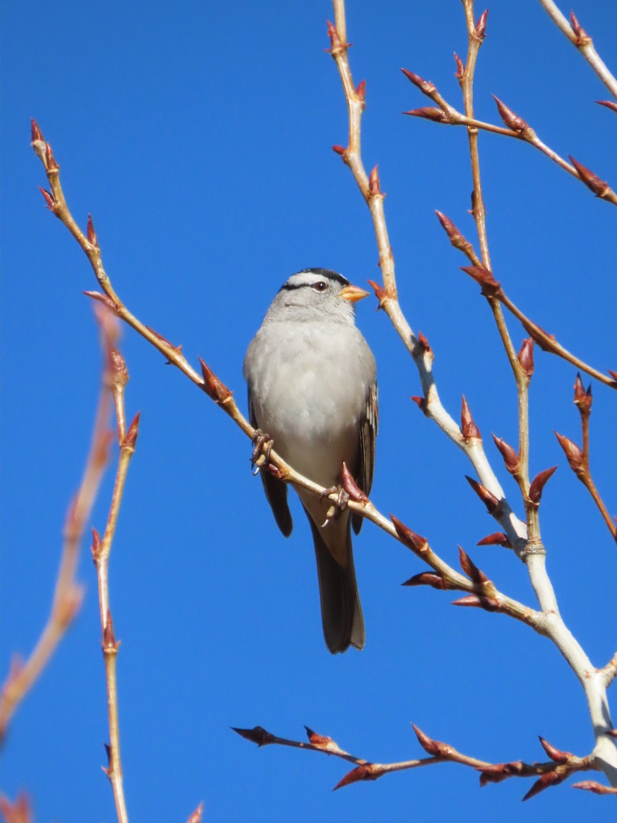White-crowned Sparrow - ML644551128