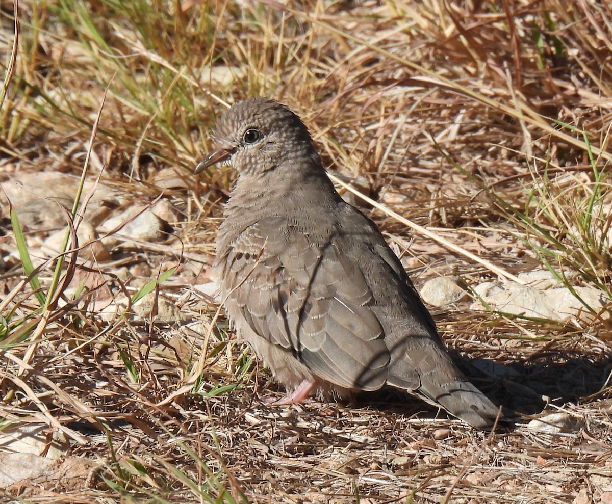 Common Ground Dove - ML644551139