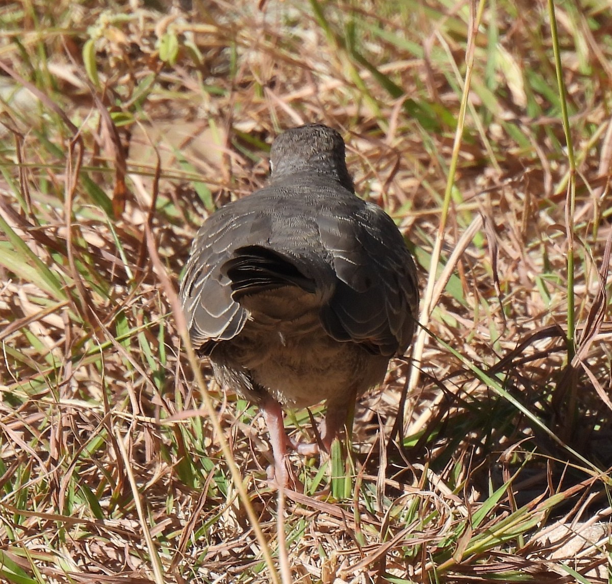 Common Ground Dove - ML644551141