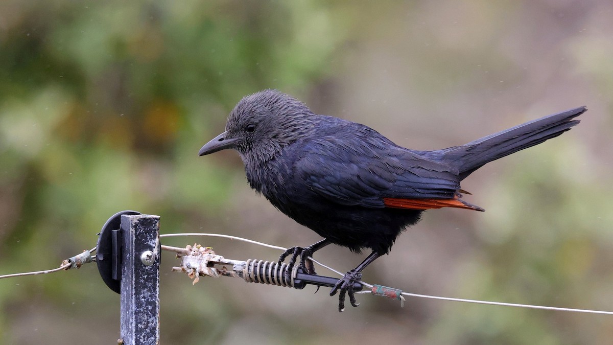 Red-winged Starling - ML644551142