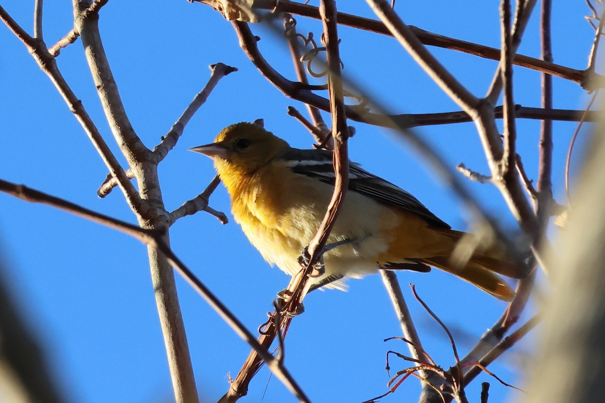 Oriole de Baltimore - ML644551146