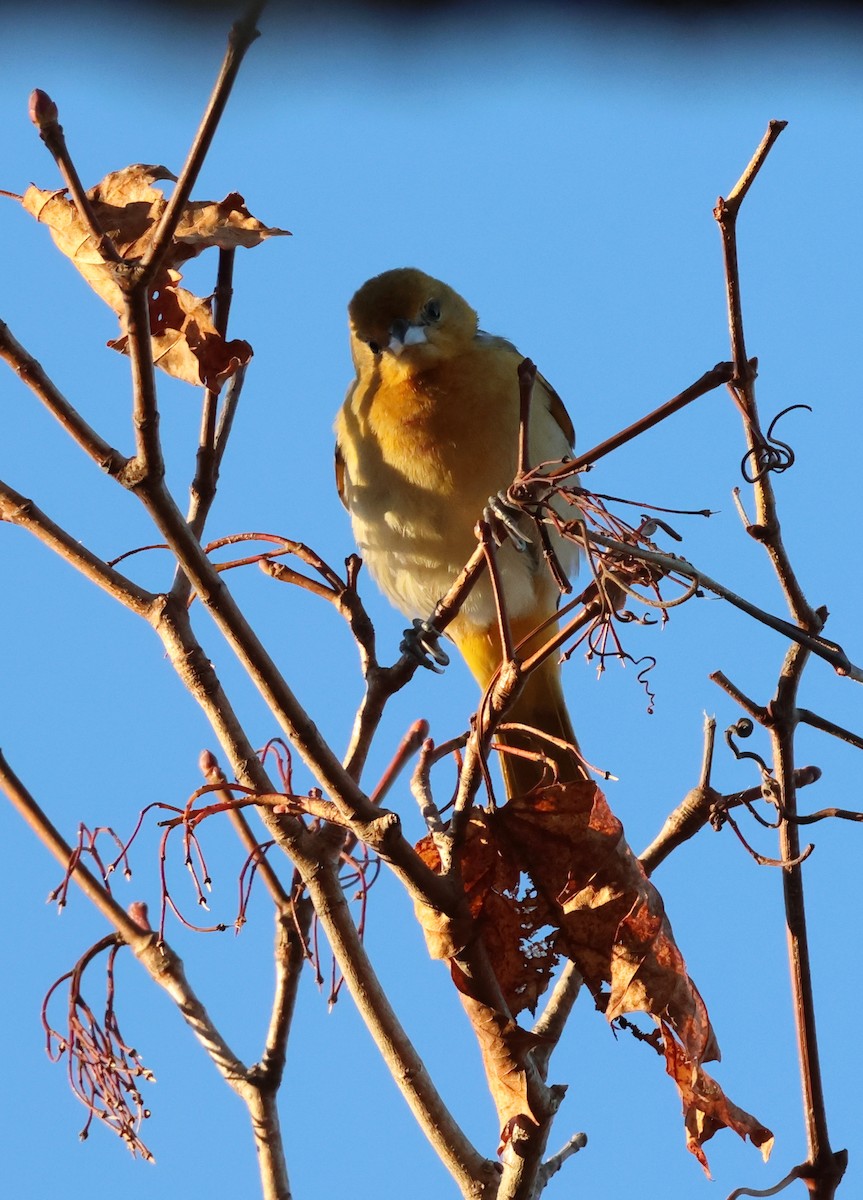 Oriole de Baltimore - ML644551149