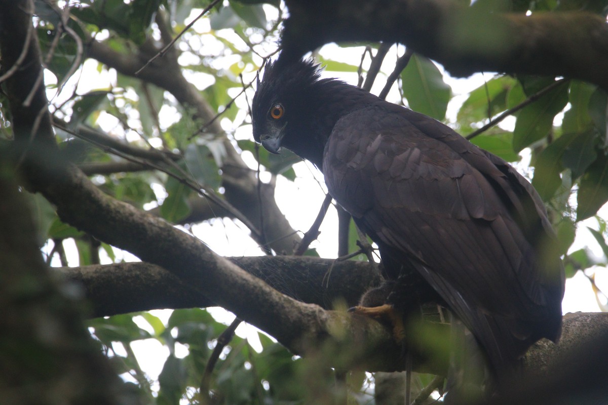 Kara Atmaca Kartalı - ML644551151