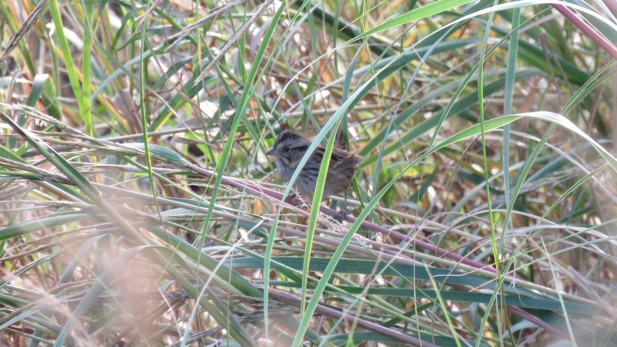 ヌマウタスズメ - ML644551158