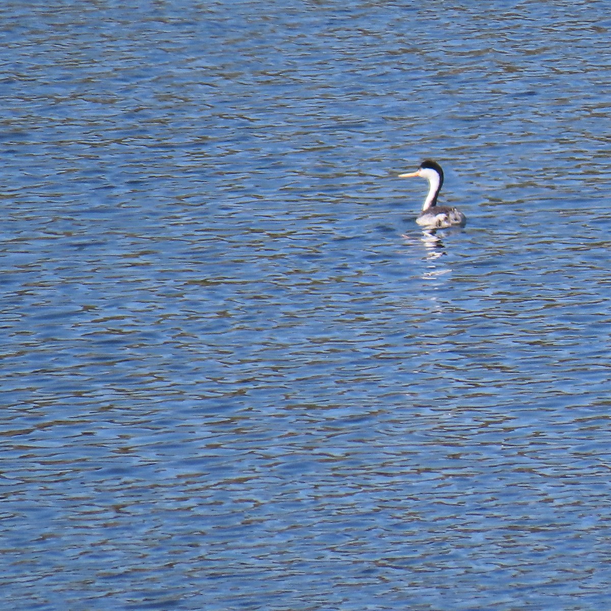 Clark murgila - ML644551165