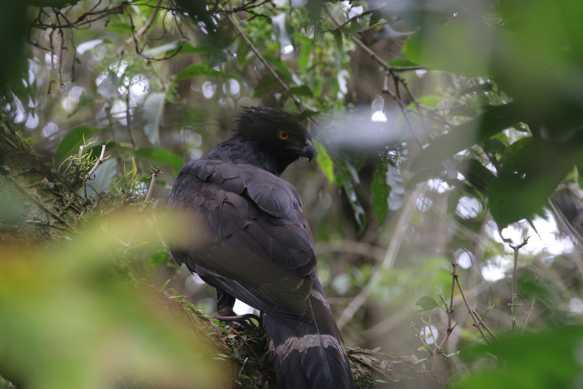 Kara Atmaca Kartalı - ML644551173