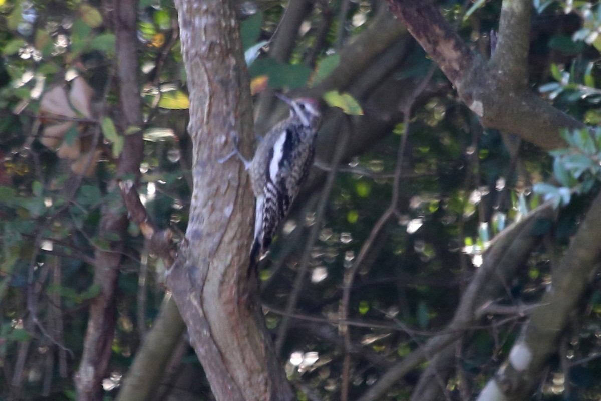 Pic maculé - ML644551178