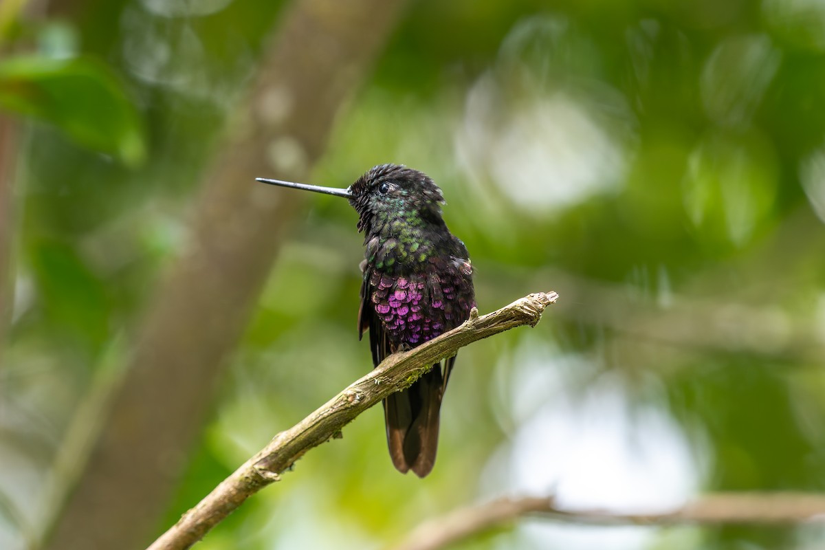 Колібрі-інка рожевочеревий - ML644551180