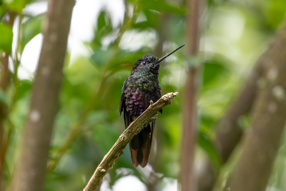 Колібрі-інка рожевочеревий - ML644551181