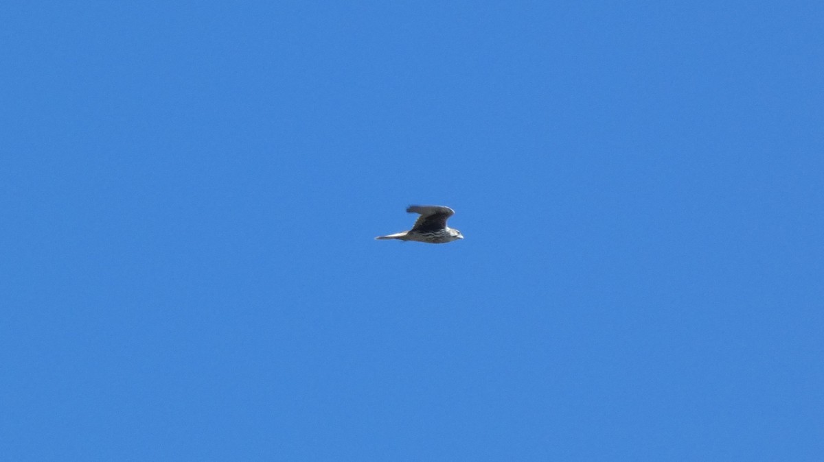 Halcón Mexicano - ML644551183