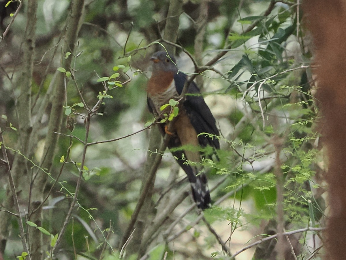 Einsiedlerkuckuck - ML644551185