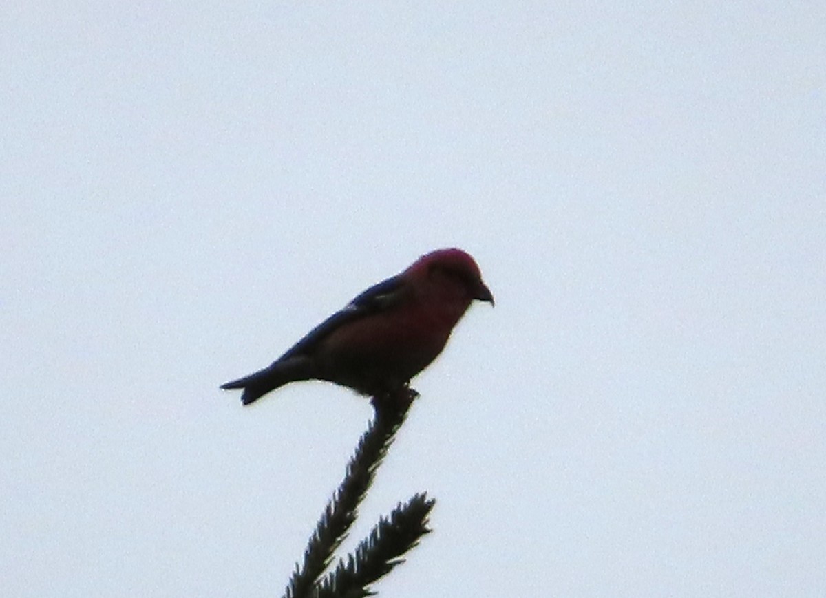 White-winged Crossbill - ML644551195