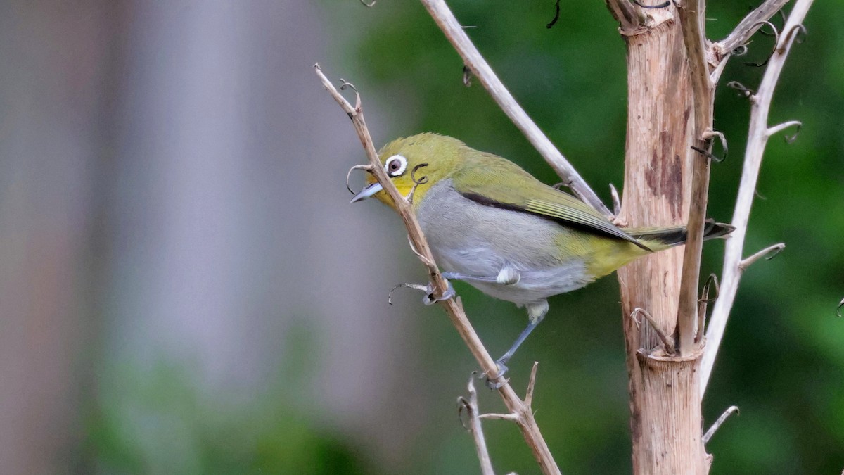 Kap Gözlükçüsü - ML644551203