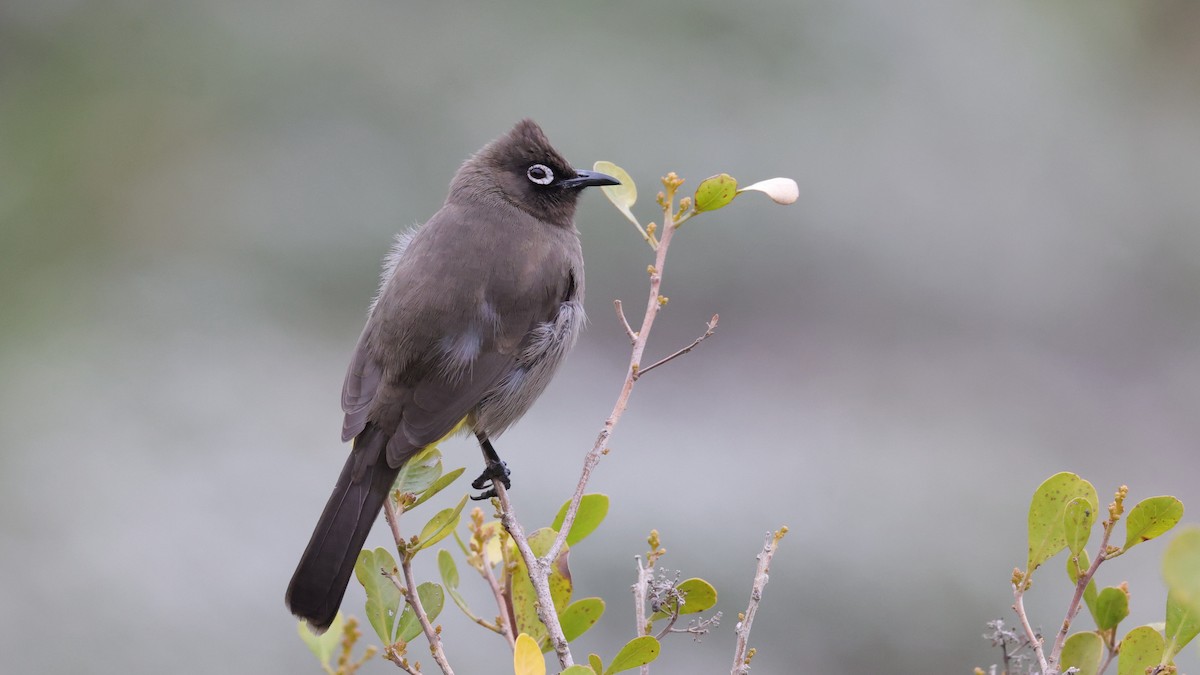 Bulbul du Cap - ML644551211