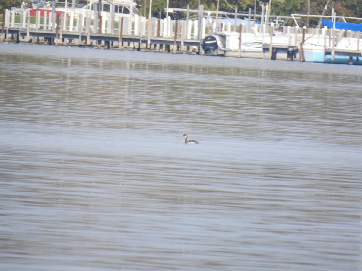 Red-necked Grebe - ML644551216