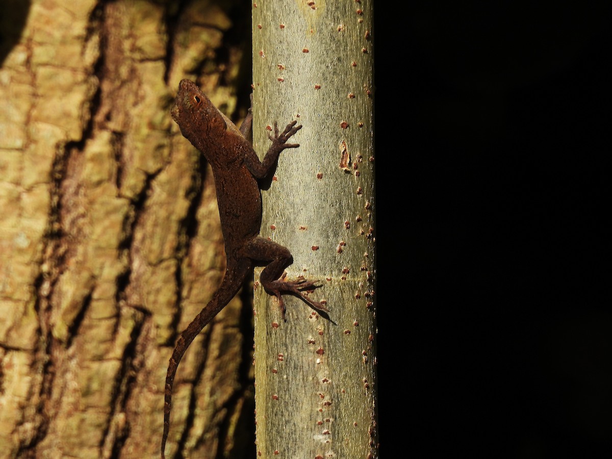 Crested Anole - ML644551225