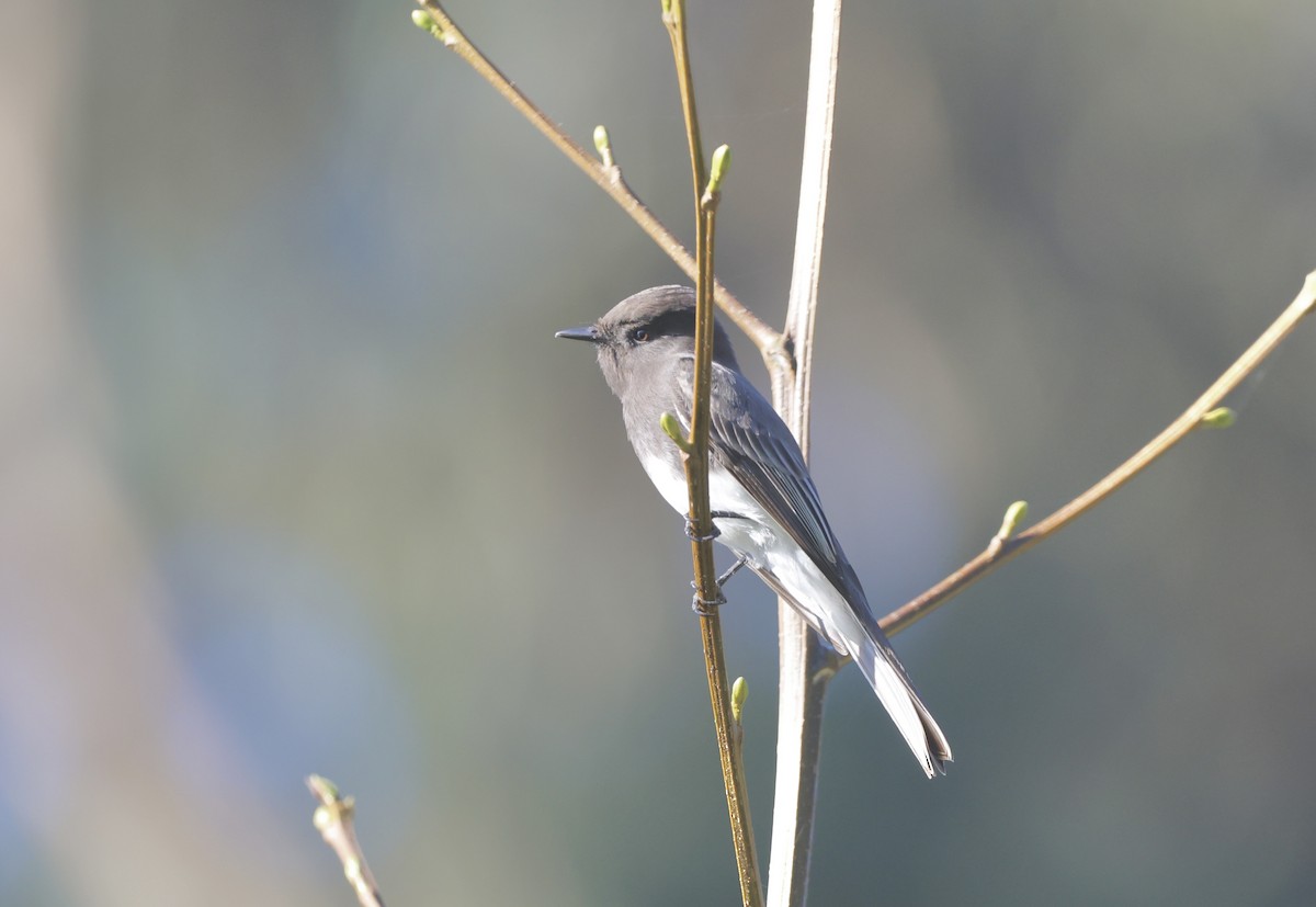Black Phoebe - ML644551229