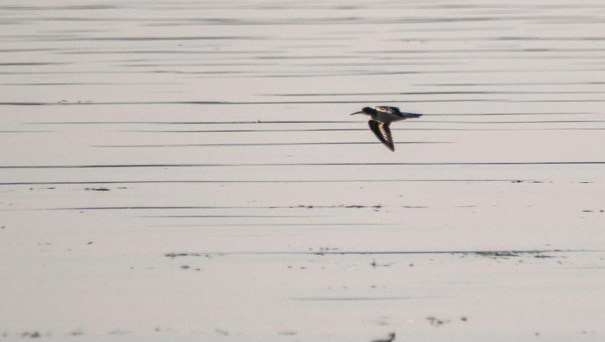 pisík americký - ML644551234