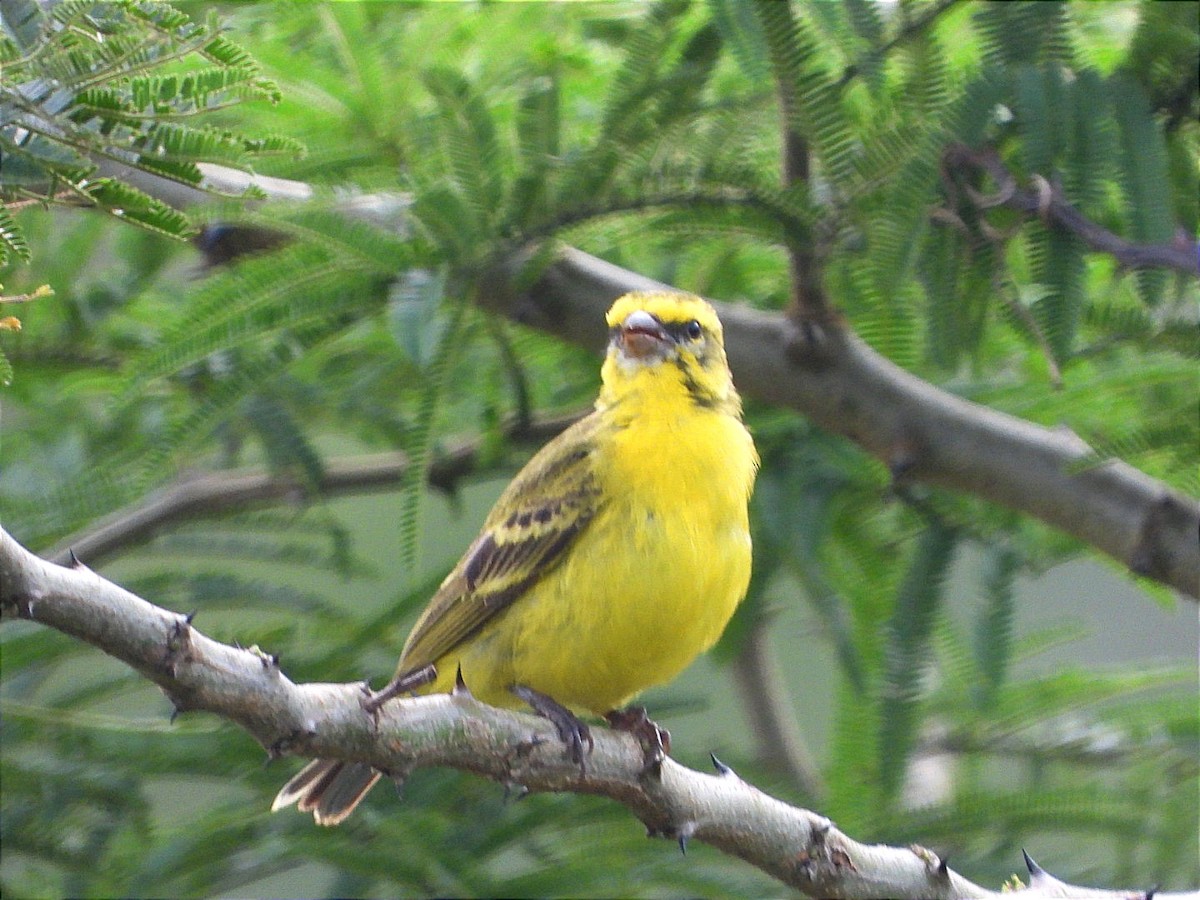 zvonohlík žlutočelý - ML644551241