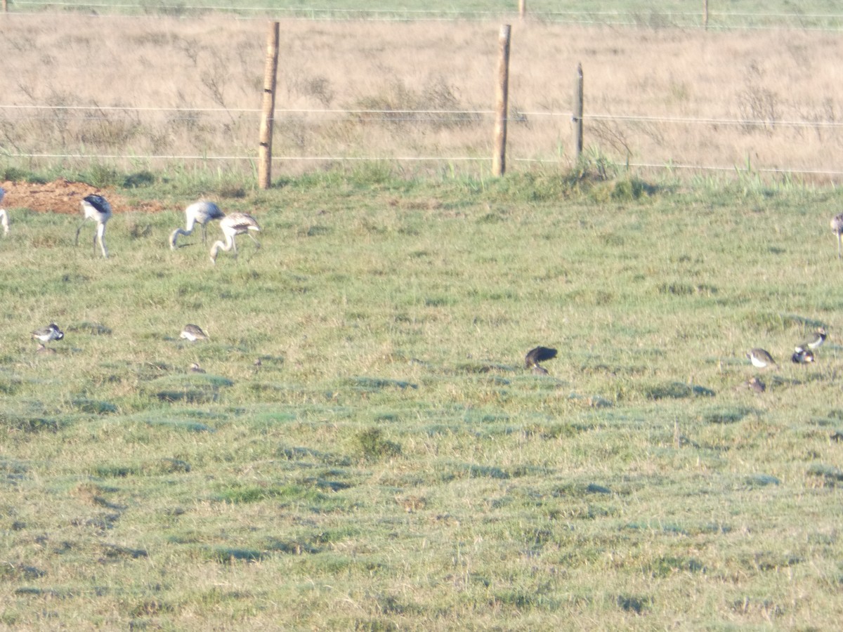 ibis hnědý - ML644551242