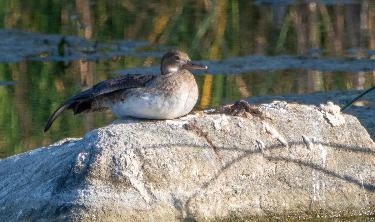 morčák velký - ML644551244