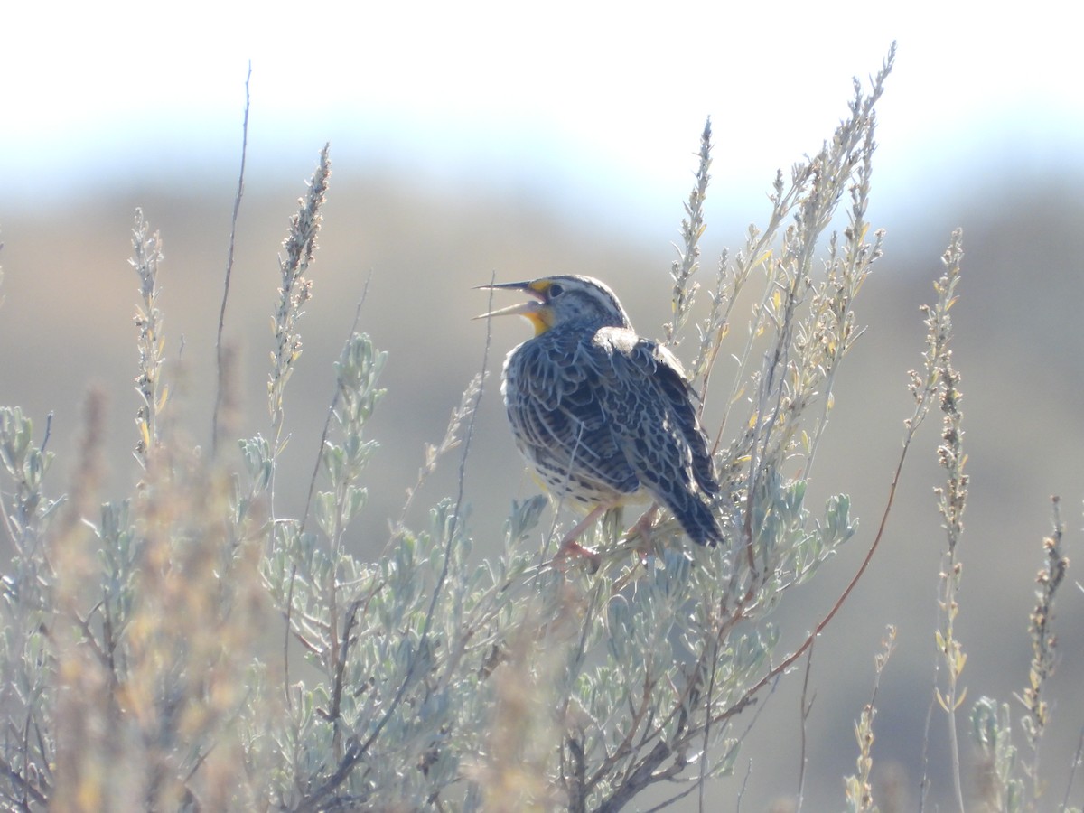 Western Meadowlark - ML644551247
