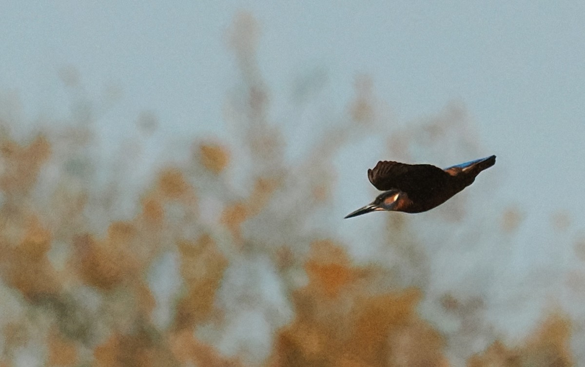 ledňáček říční - ML644551251