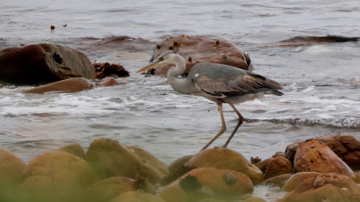 volavka popelavá - ML644551254