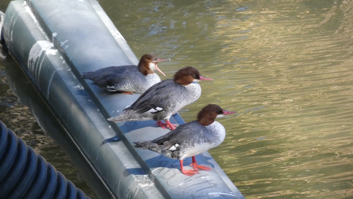 morčák velký - ML644551255