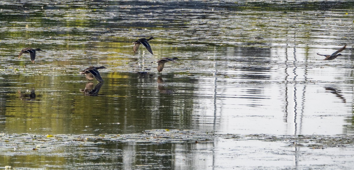 kachna divoká - ML644551256