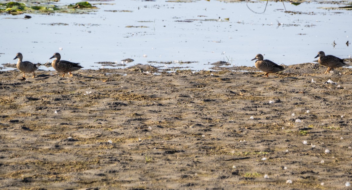 Cerceta Aliazul - ML644551258