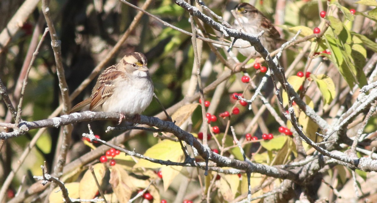 strnadec bělohrdlý - ML644551261
