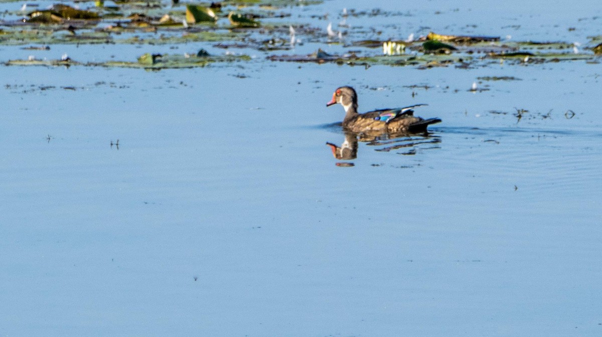 kachnička karolínská - ML644551264