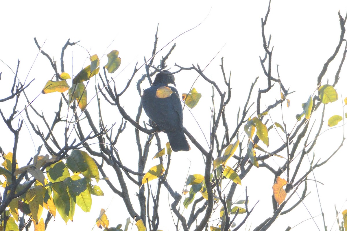 White-crowned Pigeon - ML644551268