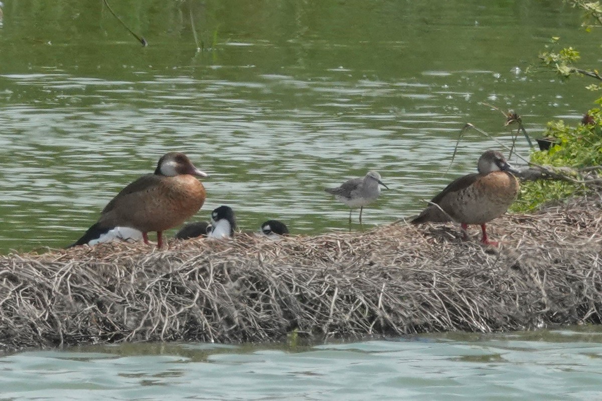 Crested Duck - ML644551270