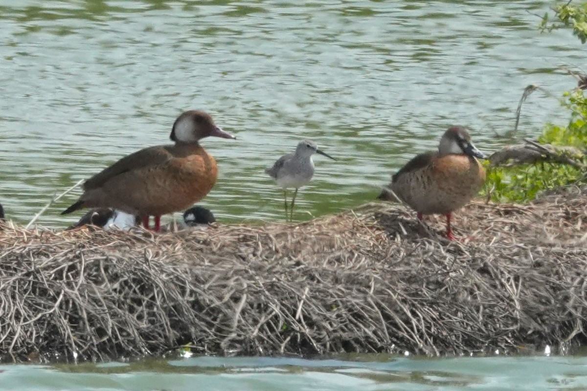 Crested Duck - ML644551271