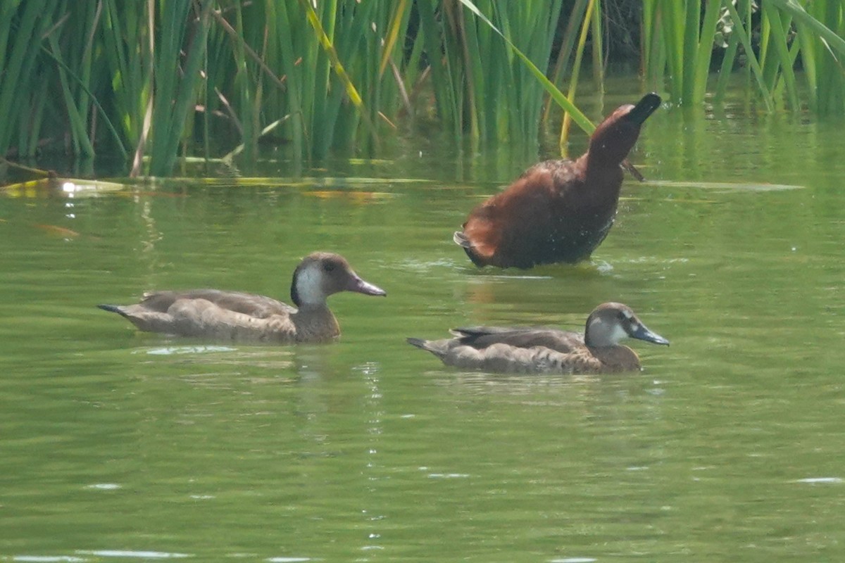 Crested Duck - ML644551272