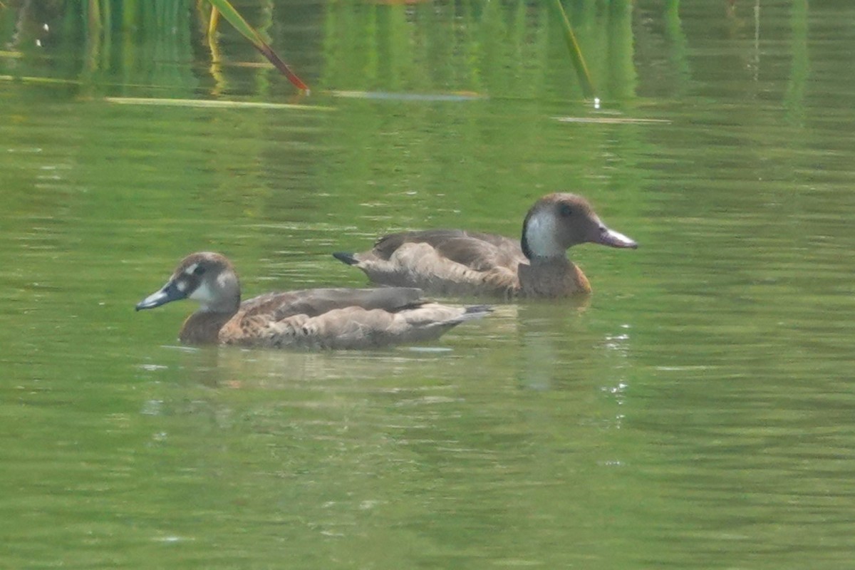 Crested Duck - ML644551273