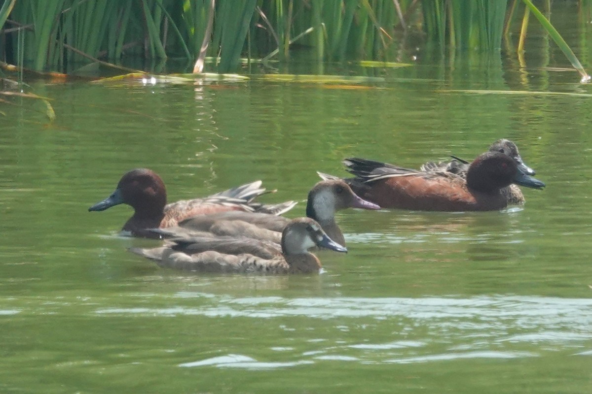 Crested Duck - ML644551274