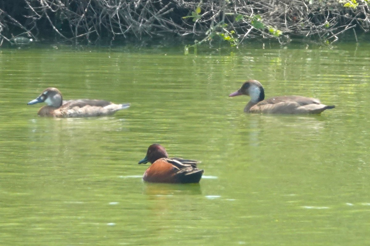 Crested Duck - ML644551275