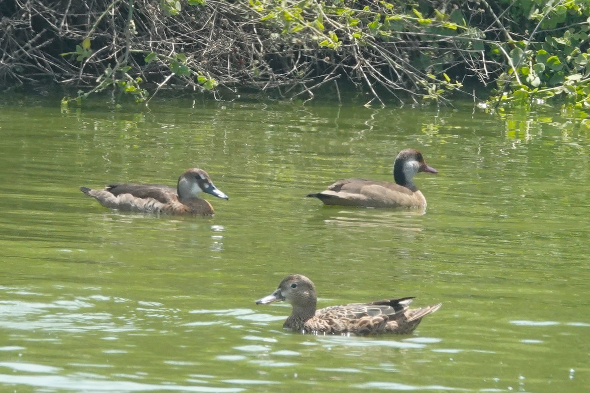 Crested Duck - ML644551276