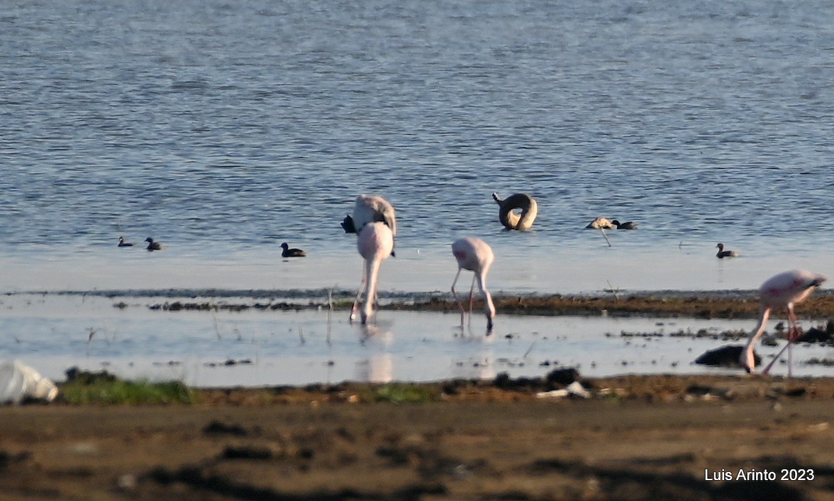 Little Grebe - ML644551278